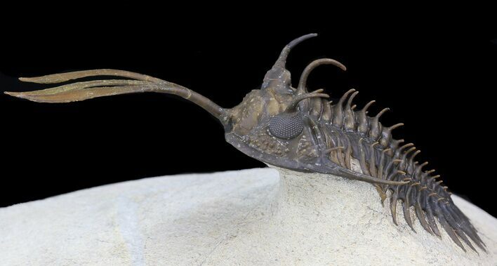 Trident Walliserops Trilobite - Excellent Preparation #39074